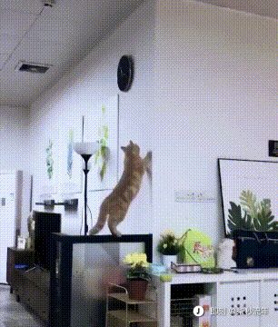 5d0235fdd4fb61107a51d06e5418ea1c.GIF