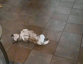 c0a24f8bbca54d89b701bf08bc2d93ca.GIF